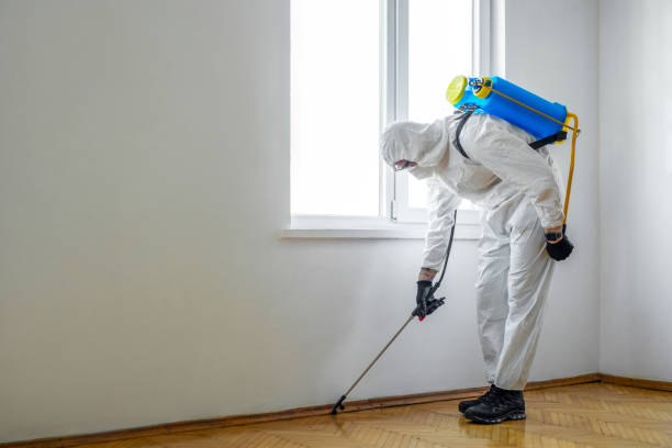 Best Termite Control Services  in Mountain Lodge Park, NY