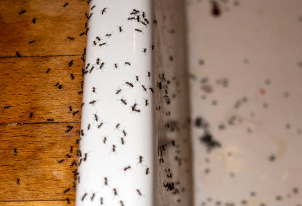 Professional Pest Control in Mountain Lodge Park, NY